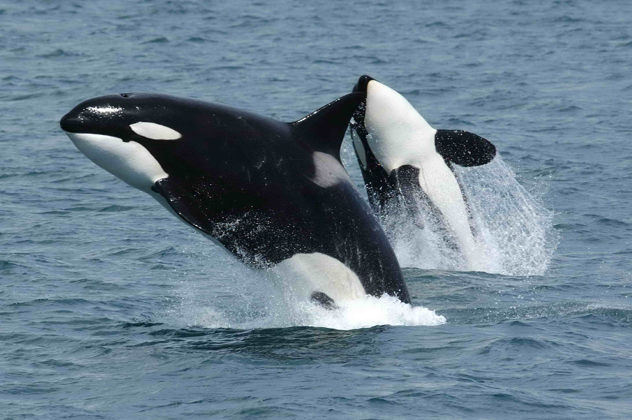 Soins Animaliers